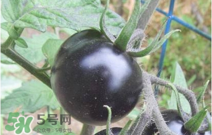 黑番茄怎么種植？黑番茄種植技術(shù)