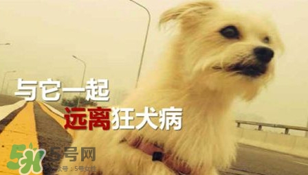 狂犬病能治好嗎？狂犬病的早期癥狀