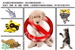 狂犬病是通過什么傳播的？狂犬病傳播途徑有哪些