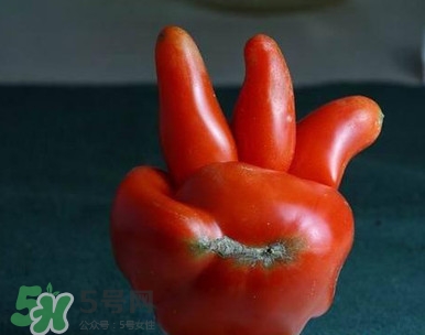 西紅柿不能和什么一起吃？西紅柿與哪些食物相克