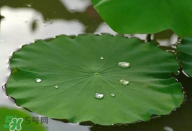 粽葉可以用什么代替？粽子葉可以用什么代替？