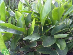 粽子葉能冷凍嗎？粽子葉放冰箱冷藏還是冷凍？