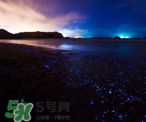 浙江多地驚現(xiàn)藍(lán)眼淚現(xiàn)象 藍(lán)眼淚是什么？