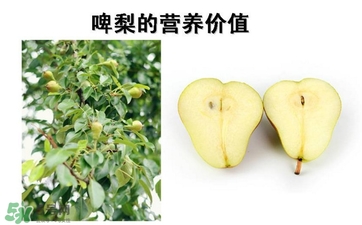 青啤梨要放軟了吃嗎？啤梨放軟了才能吃嗎？