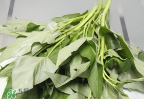 空心菜可以放冰箱嗎？空心菜能在冰箱放幾天