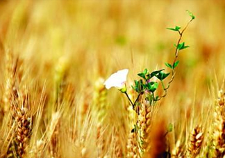 2017年芒種是幾月幾日？芒種是什么意思
