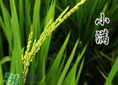 節(jié)氣小滿大滿是什么意思？24節(jié)氣為什么沒有大滿