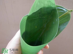 粽葉是什么植物的葉子？粽子葉是什么葉子？