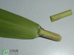 粽葉是蘆葦葉嗎？粽葉和蘆葦葉的區(qū)別