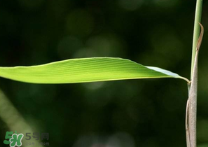 箬葉和粽葉有什么區(qū)別？箬葉是粽葉嗎？