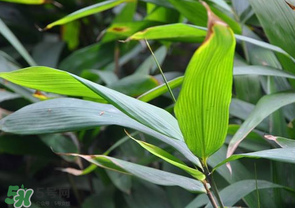 箬葉和粽葉有什么區(qū)別？箬葉是粽葉嗎？