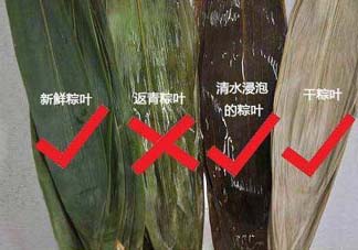 粽葉怎么曬干？粽葉怎么曬干不卷？