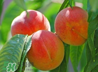 孕婦能吃桃子嗎？孕婦吃桃子對(duì)胎兒好嗎？