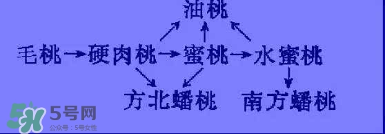沒有毛的桃子叫什么？桃子毛為什么會(huì)癢？