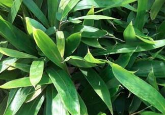 粽葉是什么植物的葉子？粽子葉是什么葉子？