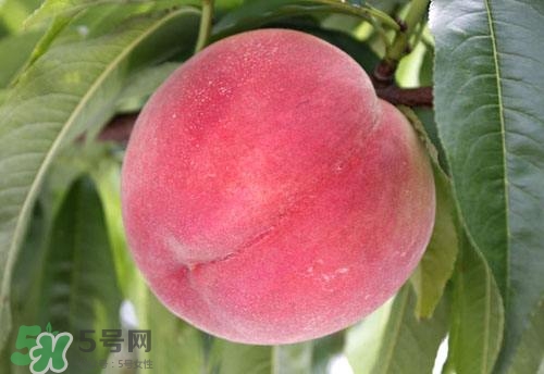桃子的種類有哪些？哪種桃子最好吃？
