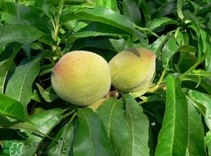 沒有毛的桃子叫什么？桃子毛為什么會(huì)癢？