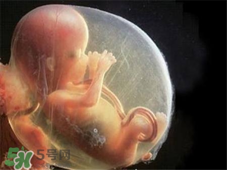 懷孕四個(gè)月需要做什么檢查？懷孕四個(gè)月胎兒圖