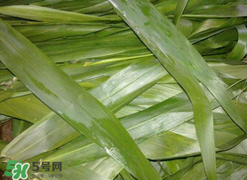 蘆葦葉包粽子之前要煮嗎？蘆葦葉煮多久？