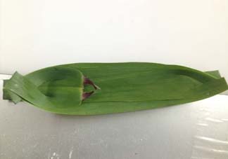 蘆葦葉怎么保存？蘆葦葉可以放冰箱嗎？