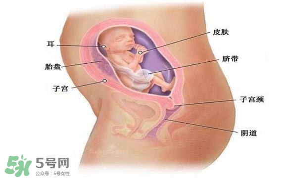 懷孕四個(gè)月需要做什么檢查？懷孕四個(gè)月胎兒圖