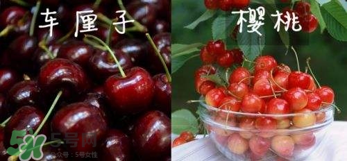 櫻桃和車厘子有什么區(qū)別？櫻桃和車厘子哪個貴？