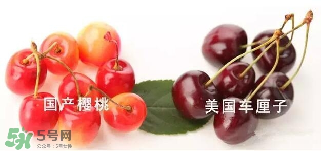 櫻桃和車厘子有什么區(qū)別？櫻桃和車厘子哪個貴？