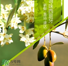 橄欖油可以去黑頭嗎？橄欖油怎么去黑頭？