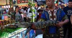 鱷魚肉價格多少錢一斤？吃鱷魚犯法嗎？