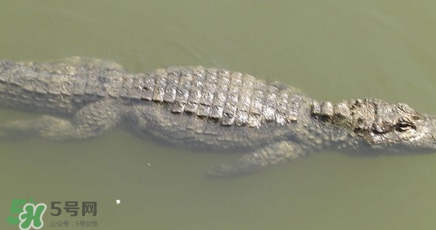 鱷魚是魚嗎？鱷魚是浮在水面上嗎？