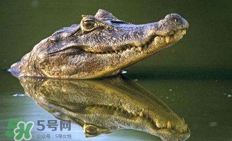 鱷魚是魚嗎？鱷魚是浮在水面上嗎？