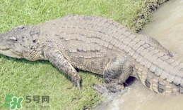 鱷魚是魚嗎？鱷魚是浮在水面上嗎？