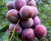 三華李可以和香蕉一起吃嗎？香蕉能和三華李一起吃嗎