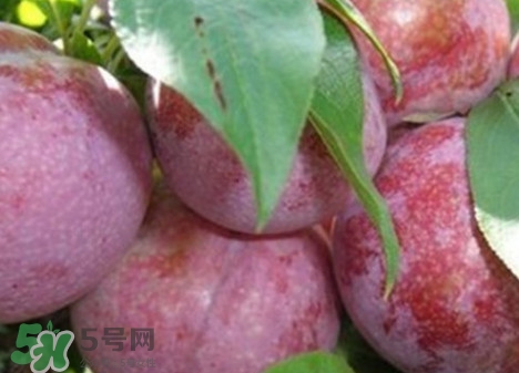 雙華李怎么吃不酸？雙華李不能和什么一起吃？