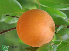 杏子不能和什么一起吃？杏子和什么不能同吃？