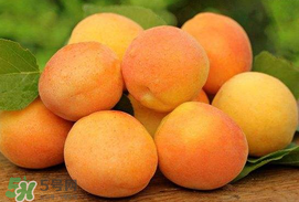 杏子一天吃幾個(gè)？杏子一次可以吃多少？