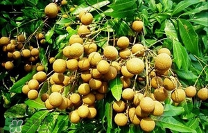 龍眼能放多久？龍眼能空腹吃嗎？