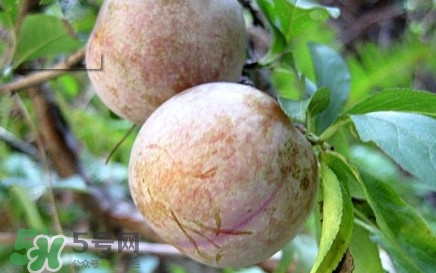 雙華李有什么營(yíng)養(yǎng)？雙華李的營(yíng)養(yǎng)價(jià)值