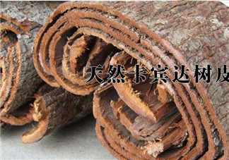 安哥拉樹皮能天天吃嗎？安哥拉樹皮天天吃可以嗎？