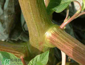 莧菜桿能吃嗎？莧菜桿子可以吃嗎？