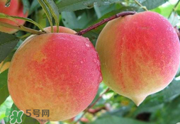 毛桃的皮能吃嗎？毛桃皮可以吃嗎？