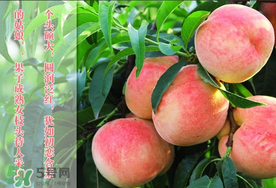 毛桃和西瓜能一起吃嗎？毛桃和西瓜能同時吃嗎？