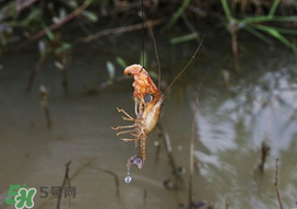 釣龍蝦用什么肉？釣龍蝦用什么肉是最厲害的？