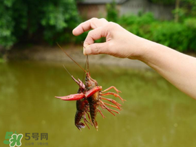 釣龍蝦用什么肉？釣龍蝦用什么肉是最厲害的？