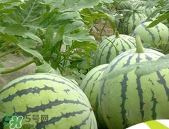 西瓜子是白色的能吃嗎？西瓜籽是白色的能不能吃