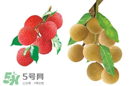 荔枝和龍眼有什么區(qū)別？荔枝和龍眼可以一起吃嗎