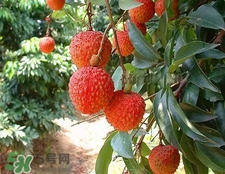 荔枝和龍眼哪個(gè)更上火？荔枝和龍眼味道差不多