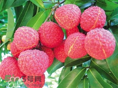 荔枝是幾月份的水果？荔枝是上火的嗎？