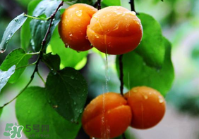 杏子怎么保存？長(zhǎng)杏子怎么保存時(shí)間長(zhǎng)？