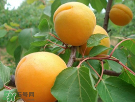 新鮮杏子可以放冰箱嗎？新鮮杏子怎么保存？